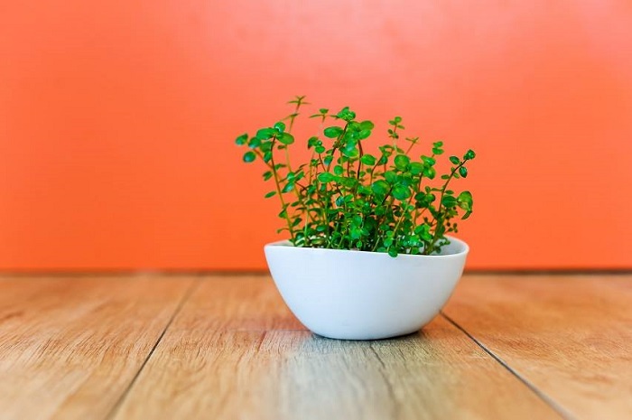 侘び草