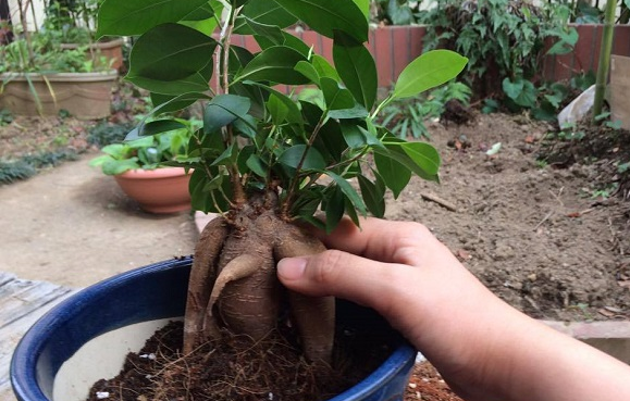 100均でも売っている よく見かける可愛い観葉植物たち Lovegreen ラブグリーン