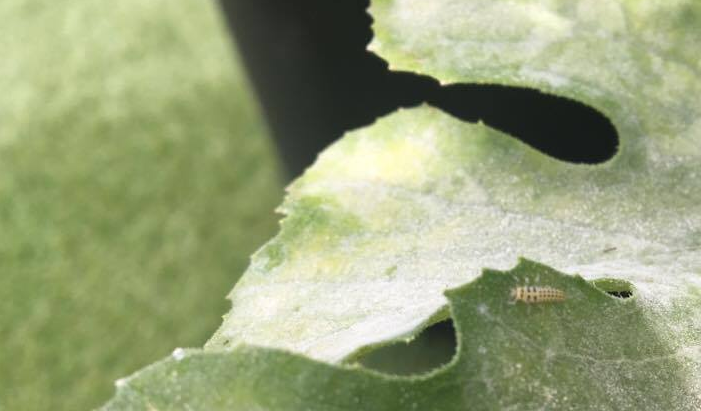 成虫だけでなく、幼虫のキイロテントウもうどん粉病の病原菌を食べてくれます。