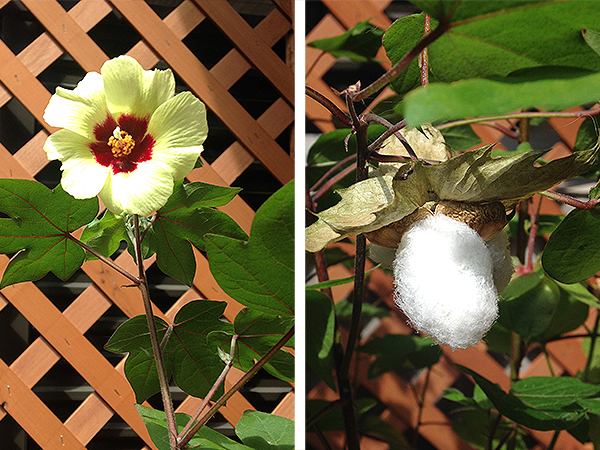 アオイ科といえばハイビスカスやムクゲが有名です。綿の花がハイビスカスに似ているのはそういうことなんですね。