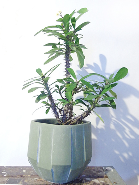 学名は「Euphorbia milii」です。茎にトゲがあるのが特徴です。