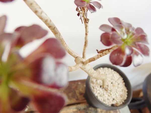 育った株はお友達や大切な人に分けたり、寄せ植えに使ったりできます。大切に育てた多肉植物。増やして楽しんでみてくださいね。