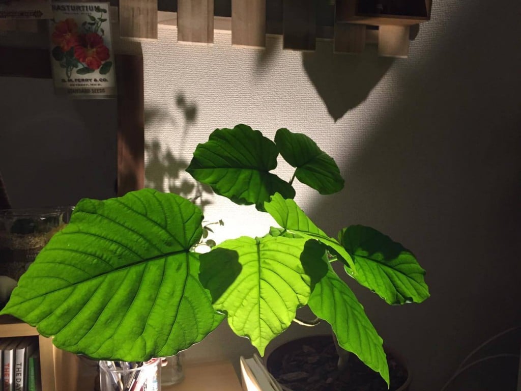 夏には、こんなに生い茂りました！  植物の生命力は、すごいなと思いつつ植物を毎日観察することで、今どんな状態か会話できるようになった気がします。  状態を毎日見て、植物の小さな変化を見逃さないようにしていきましょう！  今、葉を落としてしまった観葉も暖かくなったら、芽が出てくるかもしれないですよ。