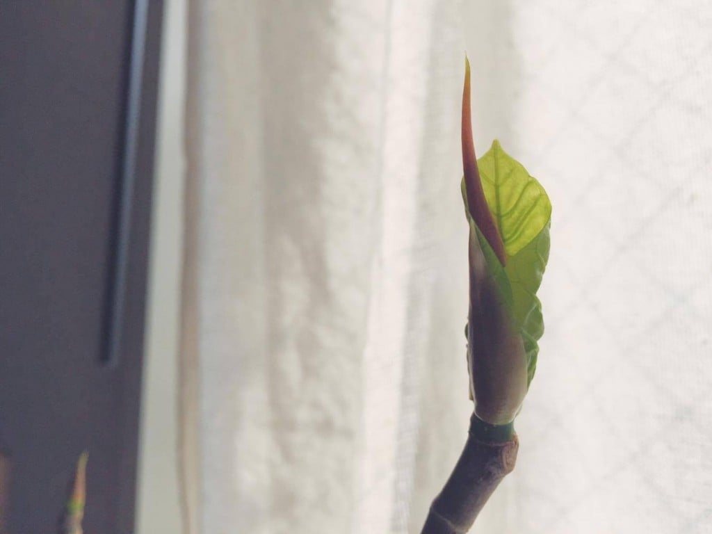 新芽が開き、可愛らしい葉が展開しだしたのです！  芽が出ると嬉しいものですね！  毎朝、成長を見るのが楽しくて仕方ありません。