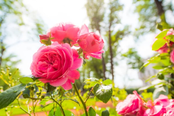 Pink roses illuminated by the sun and covered with dew in the park