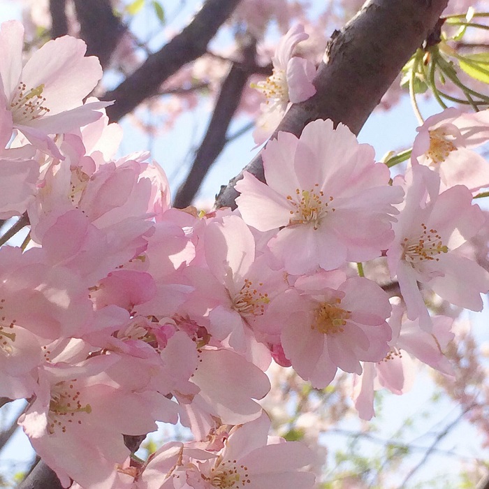 桜