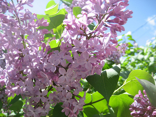 素敵な香り ライラック リラ の花を咲かせる季節と育て方のコツ 種類 Lovegreen ラブグリーン