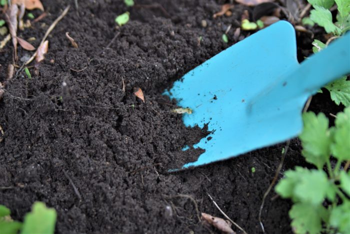 線虫（センチュウ）が発生した畑や土で使った道具の使い回しや、センチュウの発生した植物を気付かずに持ち込むことが主な原因です。  土の中の虫なので、近くの土地から土を伝って移動してきて、蔓延してしまうということもあるようです。