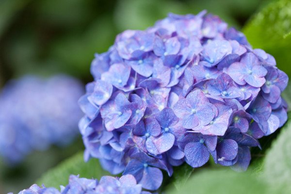 初夏の青と言えばアジサイですね。  青・水色の花で、ボリュームのある花束やブーケを作るなら、アジサイが一番ですね。まるまるした姿が人気です。アジサイは別名ハイドランジア。水の器という意味だそうです。