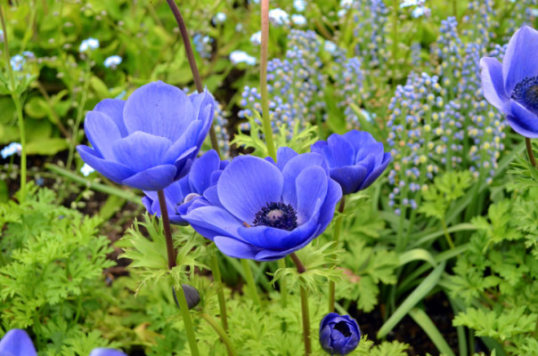 アネモネの花言葉 種類 特徴 色別の花言葉 Lovegreen ラブグリーン