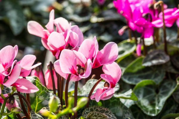 シクラメンの花言葉 種類 特徴 色別のシクラメンの花言葉 Lovegreen ラブグリーン