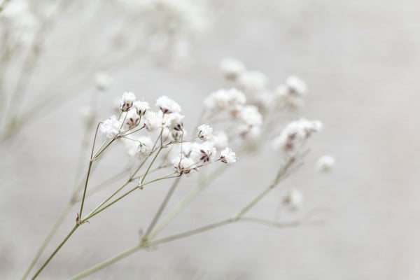 カスミソウ の 花 言葉 カスミソウ の花言葉は