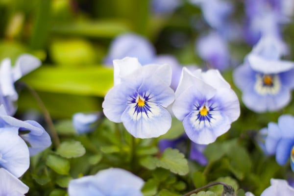 ビオラの花言葉 種類 特徴 色別の花言葉 Lovegreen ラブグリーン