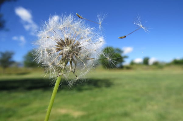 タンポポ 蒲公英 たんぽぽ の花言葉 種類 特徴 色別の花言葉 Lovegreen ラブグリーン