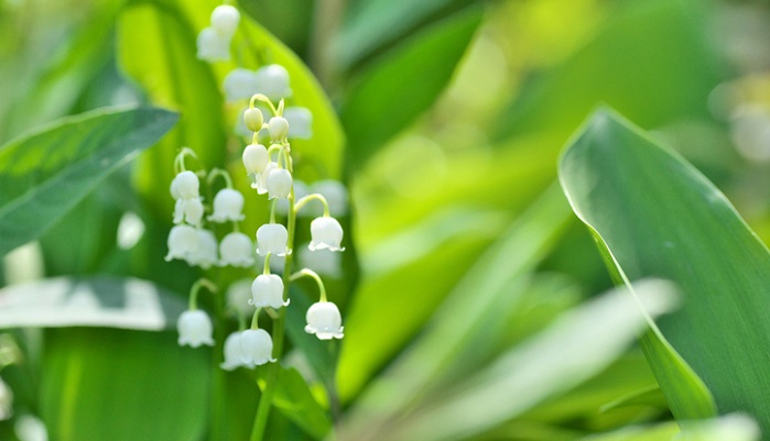 5月の誕生花一覧 誕生日の花と誕生月の花 花言葉 Lovegreen ラブグリーン