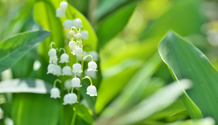 5月の誕生花一覧 誕生日の花と誕生月の花 花言葉 Lovegreen ラブ