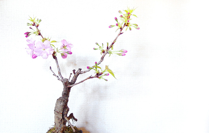 実録 桜盆栽を買って 来年も花を楽しむ Lovegreen ラブグリーン