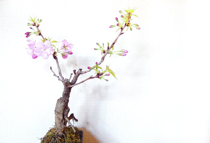 sakura6