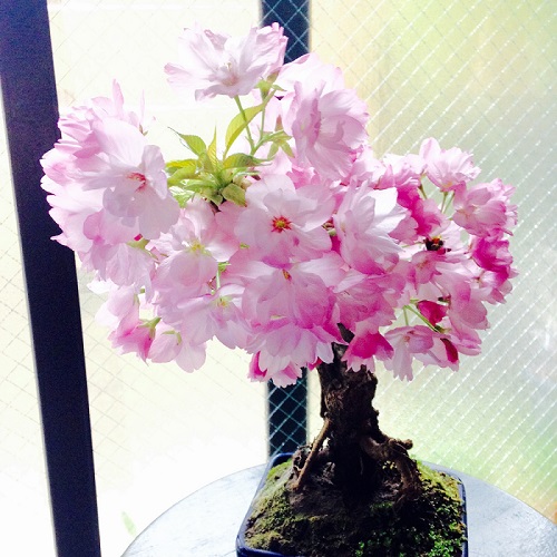 sakura_7