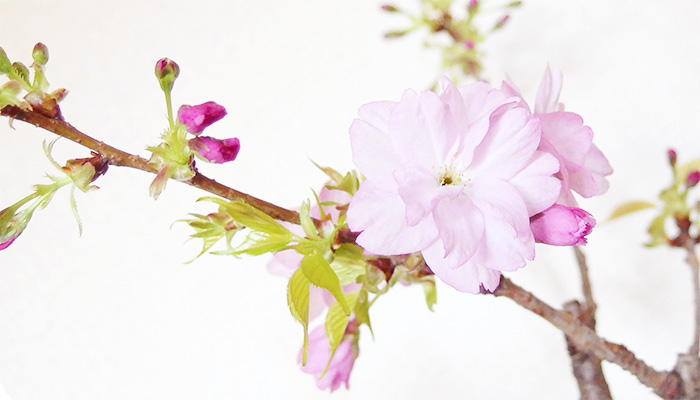 sakura_top