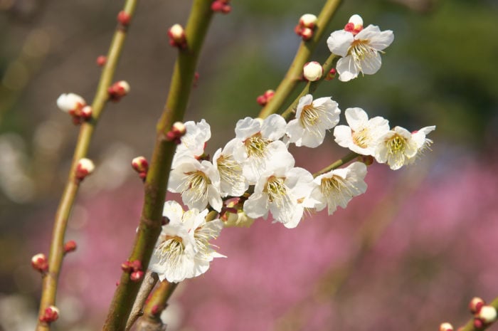 2月の誕生花一覧 誕生日の花と誕生月の花 花言葉 Lovegreen ラブグリーン