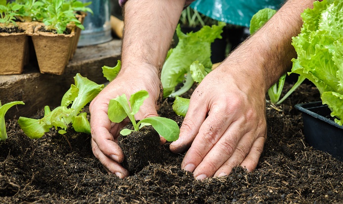 質の良い 腐葉土 の選び方 使い方 作り方を知ろう Lovegreen ラブグリーン