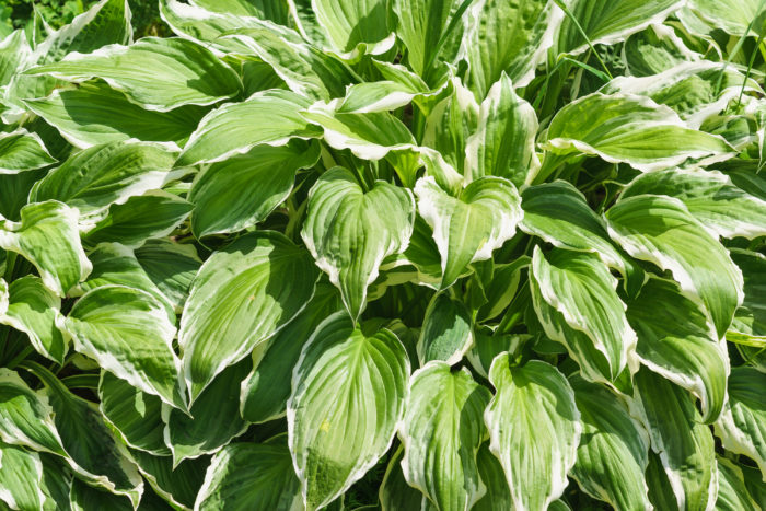 グランドカバーにおすすめの強い植物選 Lovegreen ラブグリーン