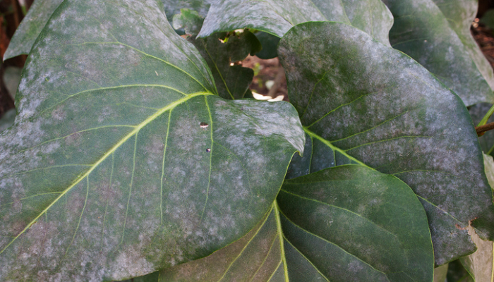 要注意 葉が白い粉に覆われる うどんこ病 の予防 対策方法 Lovegreen ラブグリーン