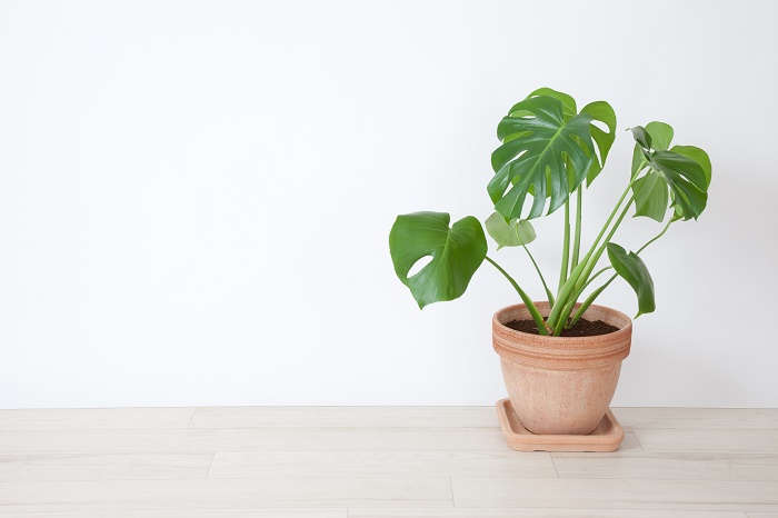 Monstera placed in the room