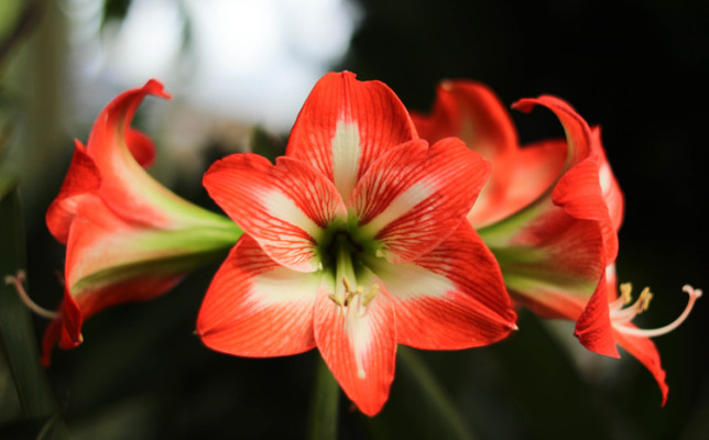 アマリリスの花言葉 種類 特徴 色別の花言葉 Lovegreen ラブグリーン