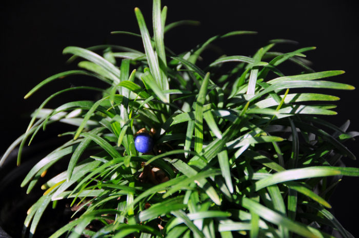 グランドカバーにおすすめの強い植物選 Lovegreen ラブグリーン
