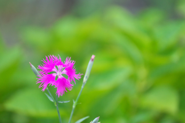 ナデシコ 撫子 の花言葉 種類 特徴 色別の花言葉 Lovegreen ラブグリーン