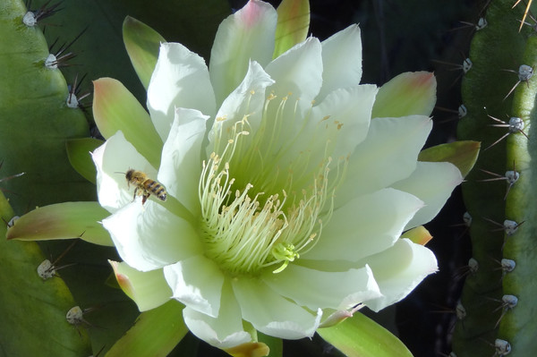 夜に香る 魅力的な白い花5選 Lovegreen ラブグリーン