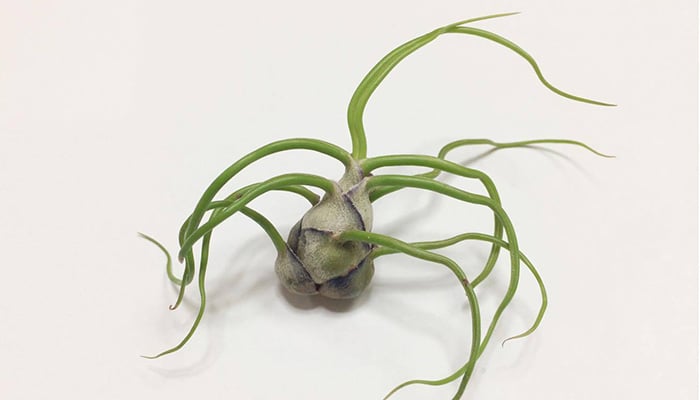 エアプランツ　ブルボーサ
