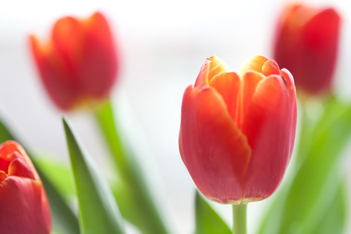 3月の誕生月の花、チューリップの花言葉は「思いやり」