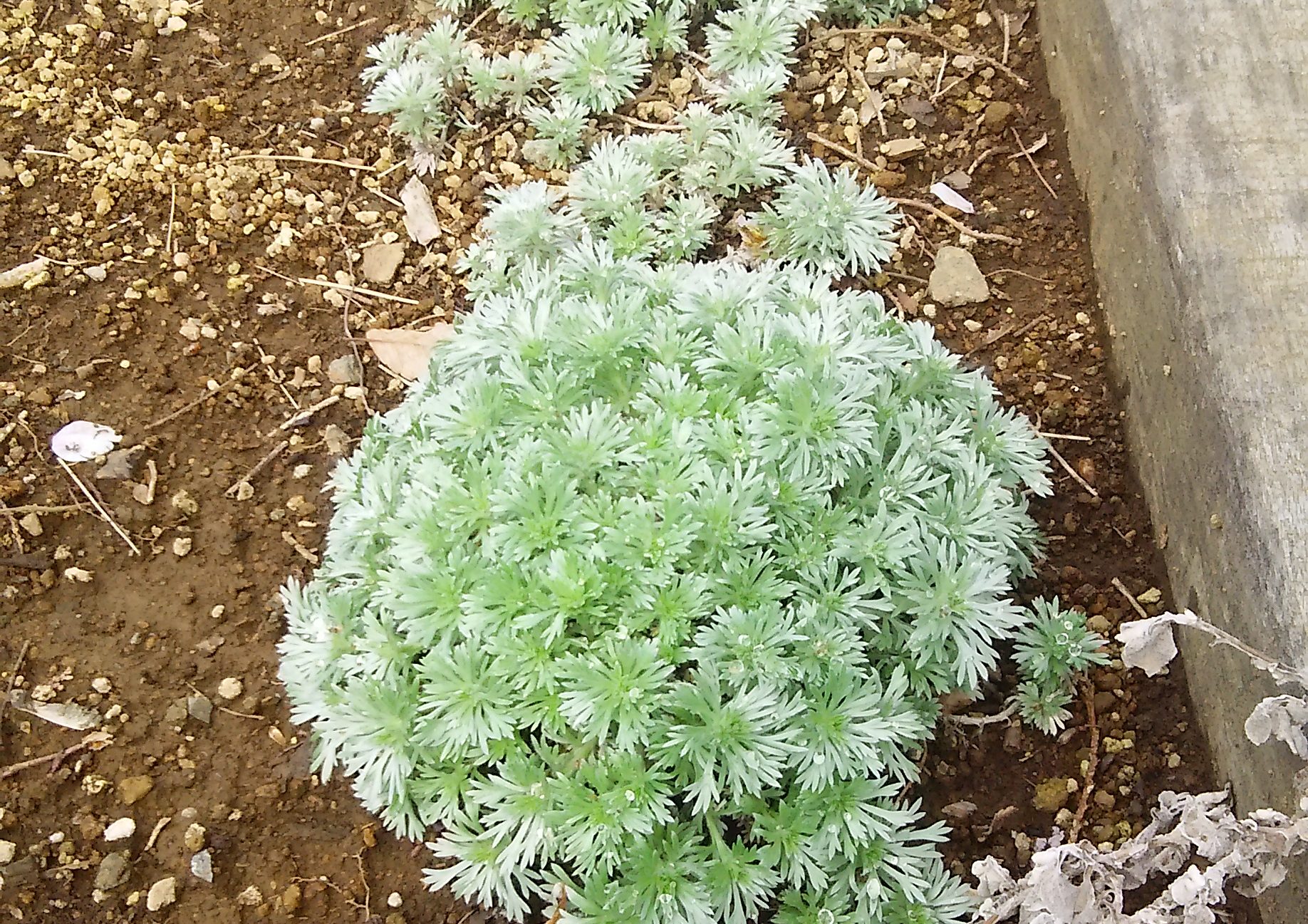 グランドカバーにおすすめの強い植物20選 Lovegreen ラブグリーン
