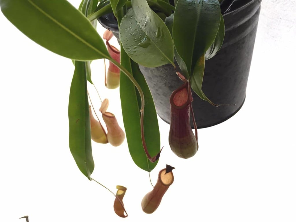 ウツボカズラ（ネペンテス）は、代表的なつる性の食虫植物で、現在のところ約70種が発見されています。特徴的なツボ型の部分は捕虫器といい、葉が変形したもので、葉の先端がつるの先の膨らみとなります。中に入っている液体のほとんどは水分ですが、消化液が含まれているため、中に落ちた虫等は徐々に消化されます。根は貧弱あまり発達し寒さには弱く、育て方も比較的難易度が高い植物です。