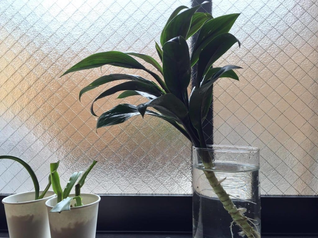 花屋さんで切花として販売されているものや花束に入っていたドラセナを飾っていたら、発根していました。