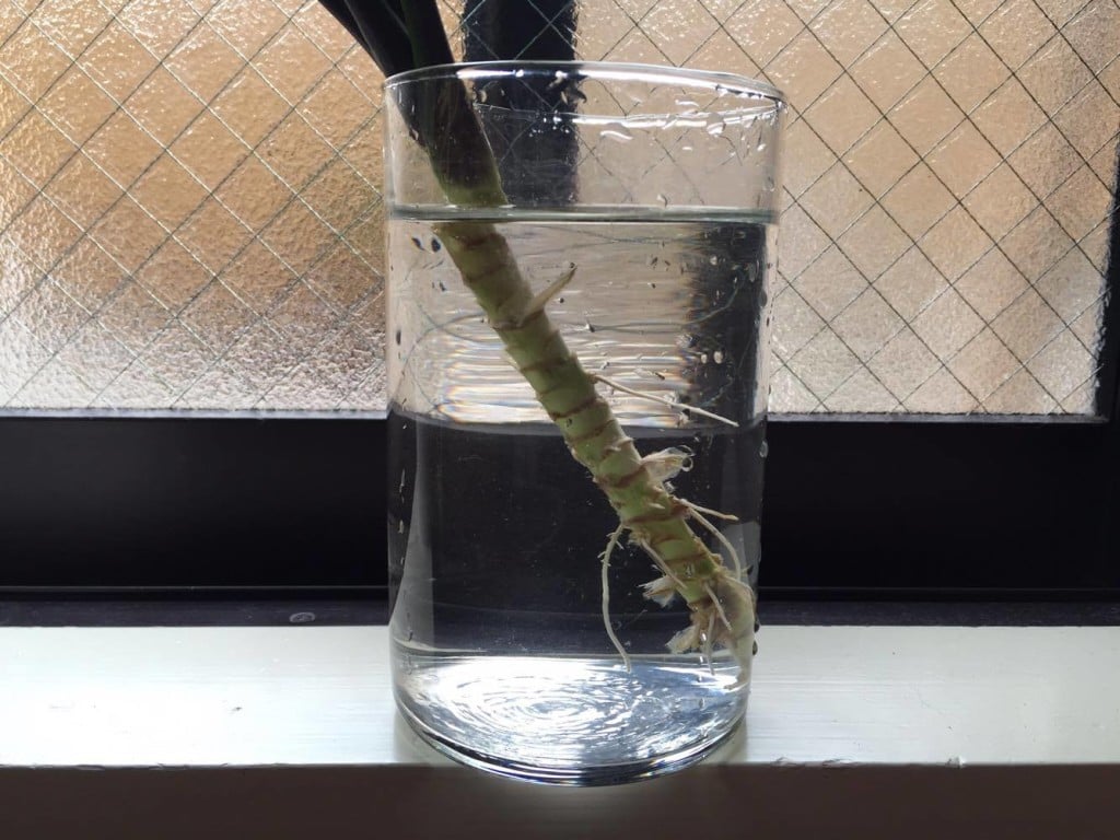 発根してくれると嬉しいものですよ。  水耕栽培の良いところは葉だけでなく、根も楽しめるということ！どんどん伸ばす根っこの観察が楽しいです。水は、いつもきれいなものにしてあげましょう。