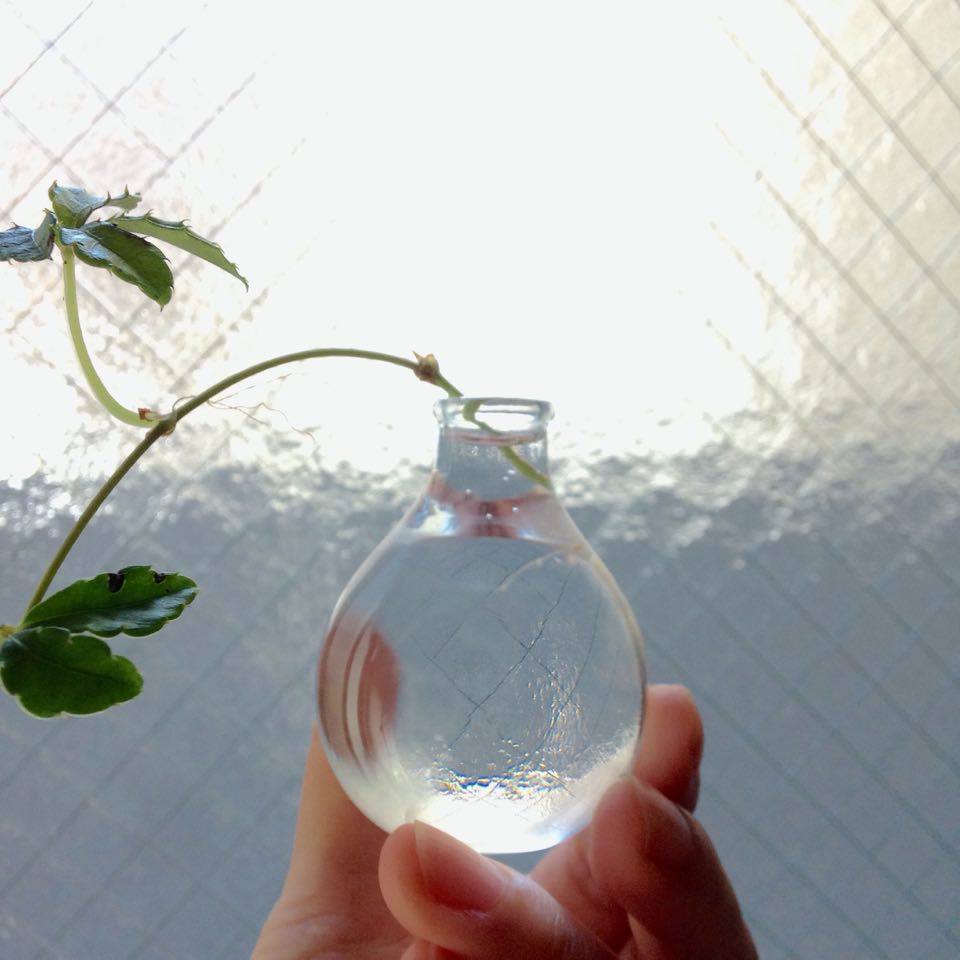 環境が良いと２週間ほどで発根します。