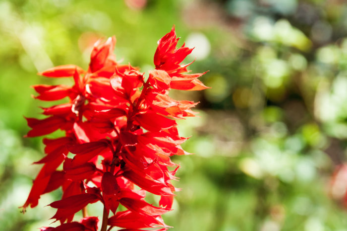 シソ科の一年草で、主に花壇植物として使われます。花色は赤、青、白、紫などがあります。ハーブとして使われるセージもサルビアの仲間です。