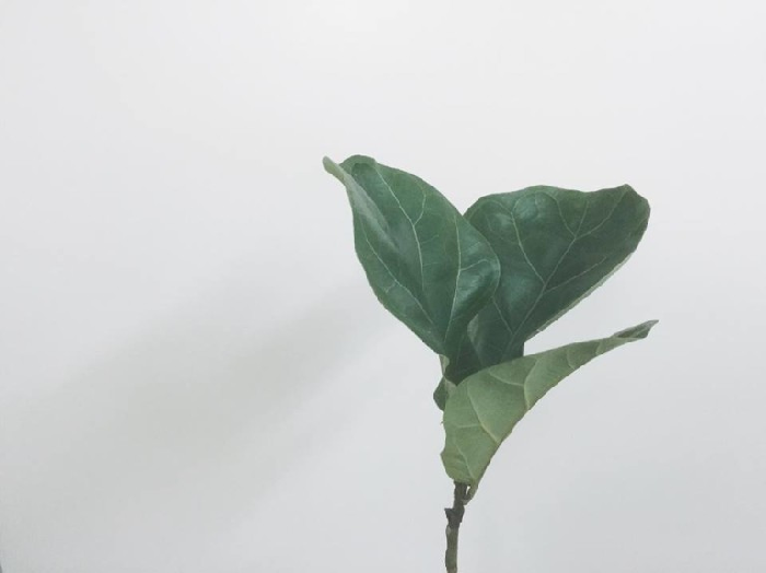 ゴムの木の仲間 フィカス属の観葉植物 Lovegreen ラブグリーン