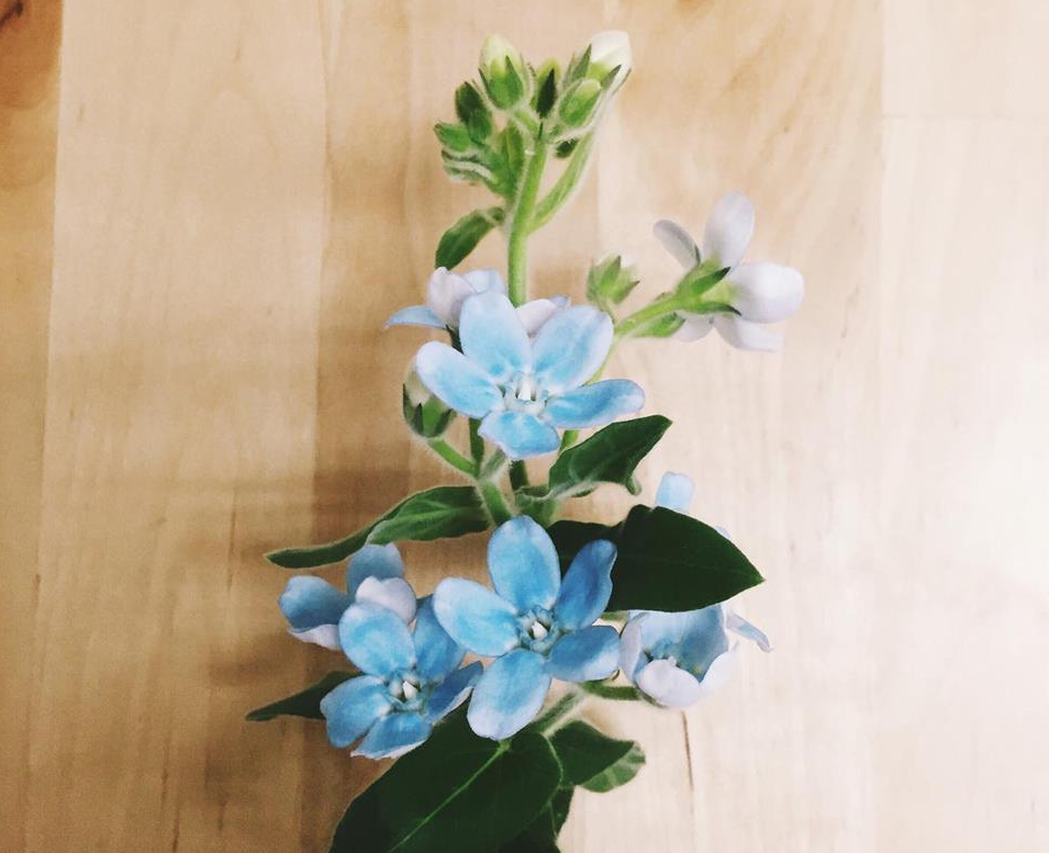 ガガイモ科の植物で、別名オキシぺタルムと言います。  ブルースターの名前のとおり、花は青い星のよう。ブーケやフラワーアレンジメントにもよく使用されています。  とても可愛い花ですが、茎から白い液体が出るのでかぶれやすい人は要注意。白い液体が手についたら、目などこすらないようにしてすぐに洗いましょう。