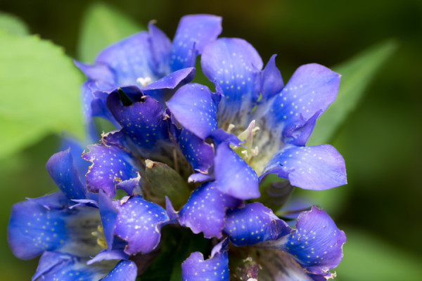 リンドウ 竜胆 の花言葉 種類 特徴 色別の花言葉 Lovegreen ラブグリーン