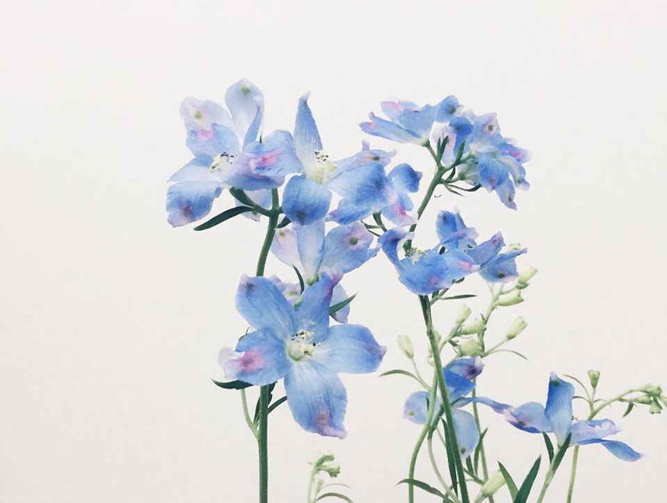 青い花と言えば、デルフィニウムというほど通年みられます。  デルフィニウムは置いてあるお花屋さんも多いのではないでしょうか。繊細で柔らかな花びらが美しい植物です。暑いと花がくたっと下がりやすいので要注意。