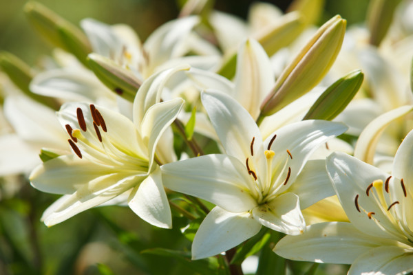 お花屋さんの定番の花10選と切り花の管理方法 Lovegreen ラブグリーン