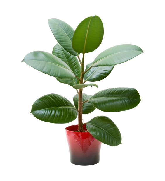 ゴムの木の仲間 フィカス属の観葉植物 Lovegreen ラブグリーン