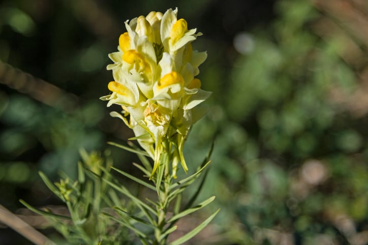 リナリアの花言葉 種類 特徴 色別の花言葉 Lovegreen ラブグリーン