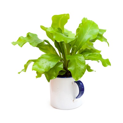 浴室の環境に向いている観葉植物10選 Lovegreen ラブグリーン