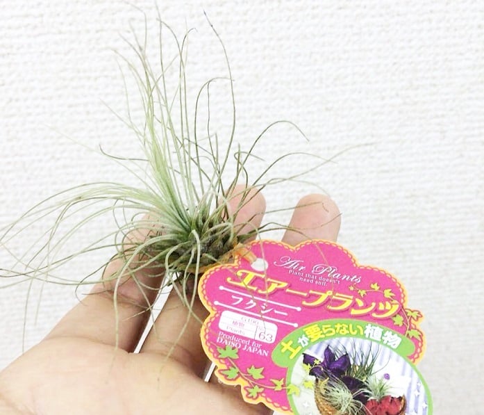 100均 ダイソー フクシー